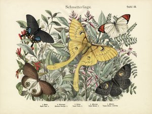 Butterflies